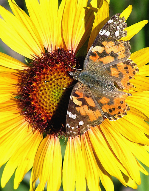 Orange on yellow