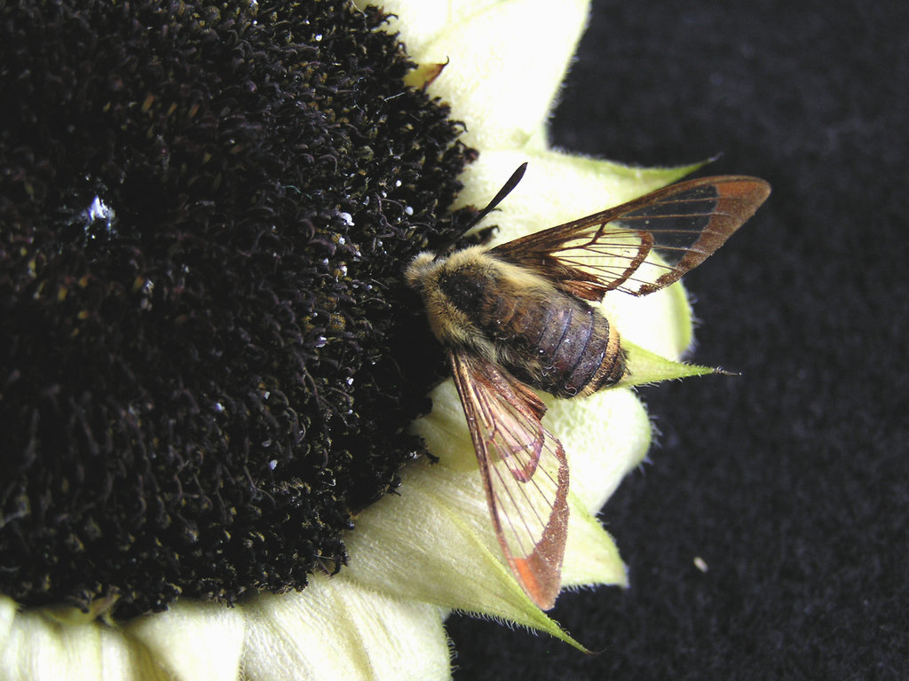 See-through wings