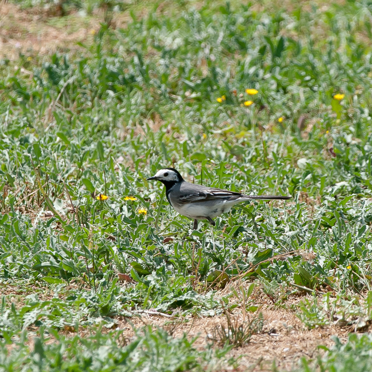 Motacilla alba, Bachstelze - 2011-05-04-_DSC8001