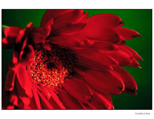 Gerbera Daisy