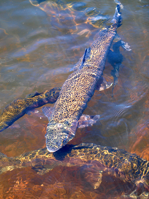 giant trout!