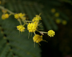 Acacia dealbata - 2012-01-08-_DSC5898