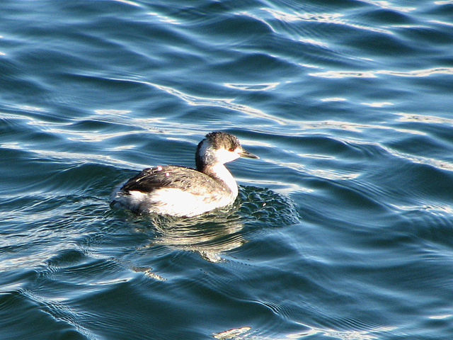 Horned Grebe