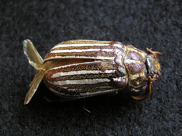 Ten-lined June Beetle