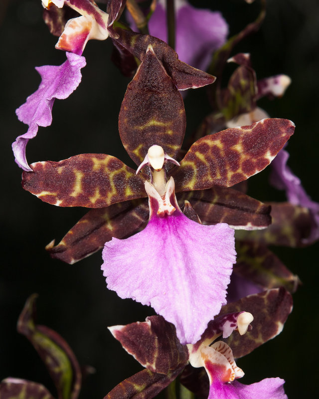 Oncidium-Hybr. - 2012-01-08-_DSC5880