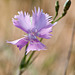 Dianthus gallicus (ws.), Oeillet des dunes - 2011-04-30-_DSC7010