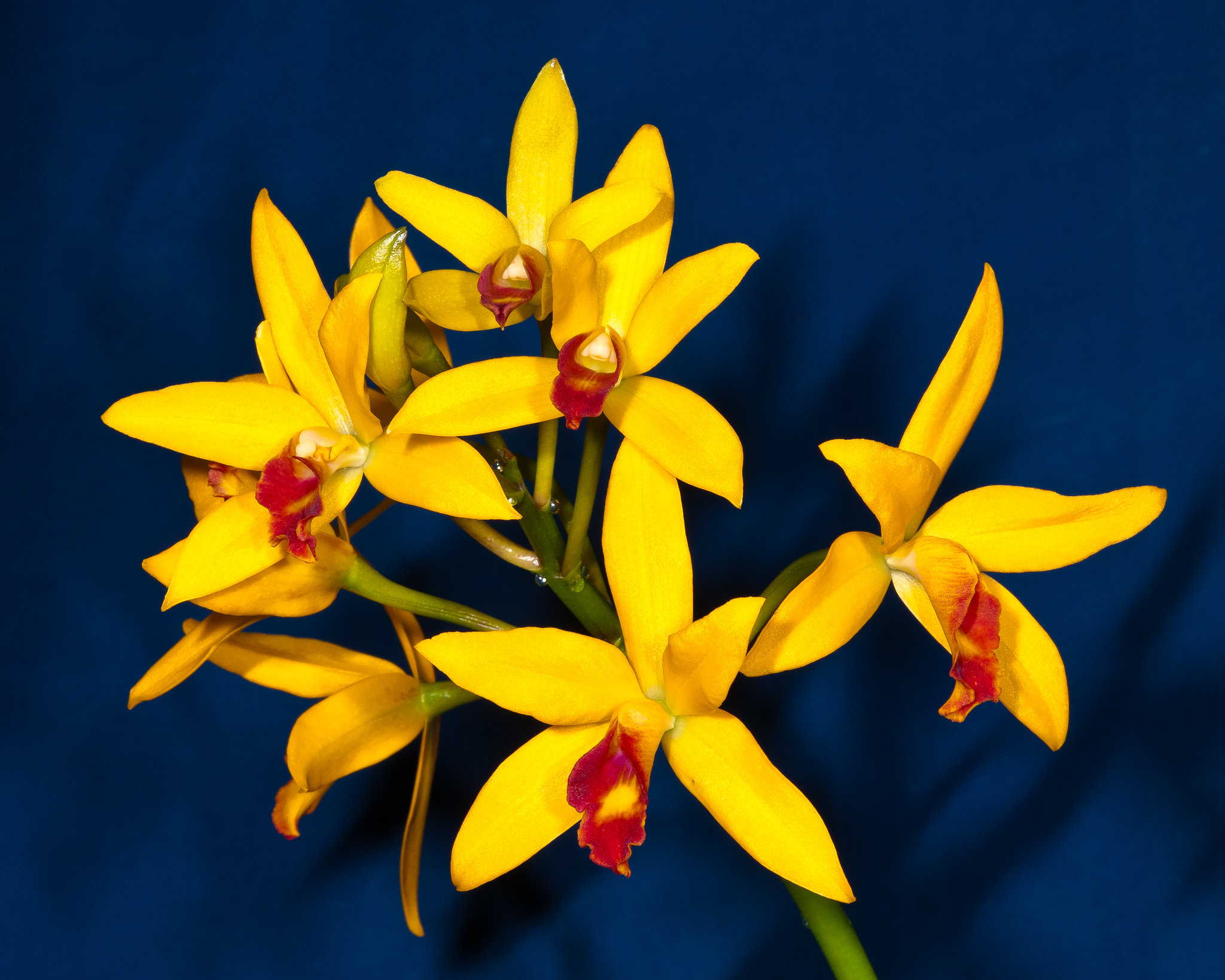 Laeliocattleya, Hybr. - 2012-01-08-_DSC5878