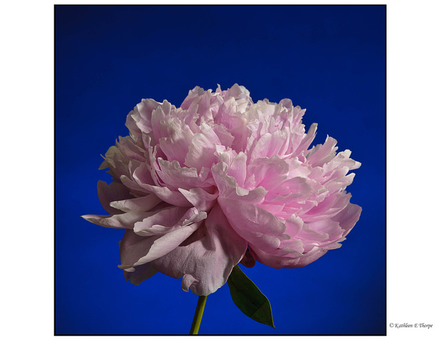 Peony 3