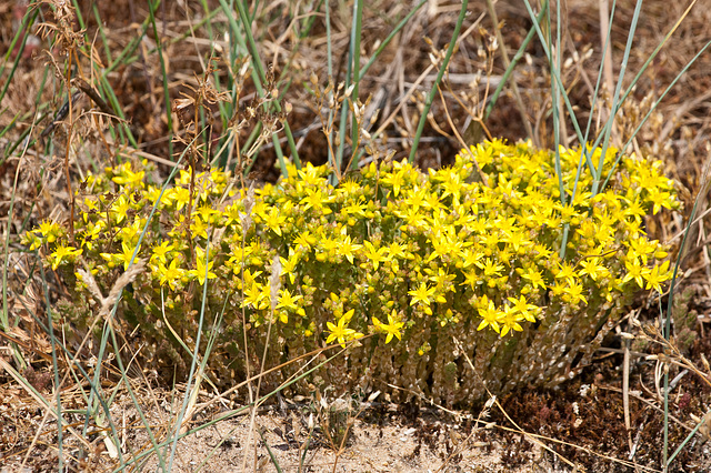 Sedum spec. - 2011-04-30-_DSC7002