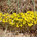 Sedum spec. - 2011-04-30-_DSC7002