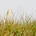 Meerträubchen-Bestand, Ephedra spec., mit Bocksriemenzunge, Himantoglossum hircinum - 2011-04-30-_DSC6998