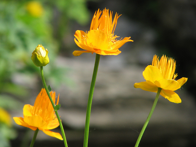 Yellow beauty