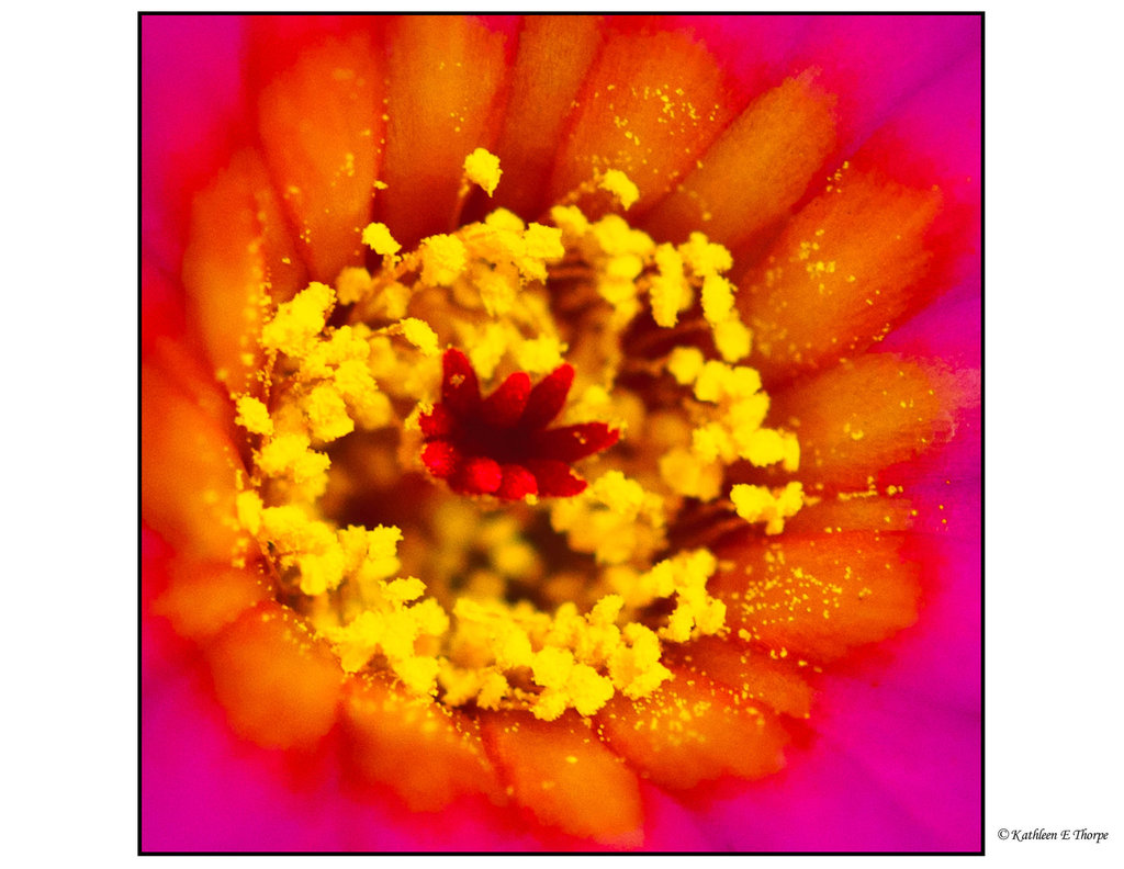 Cactus Flower Vivid