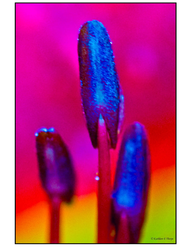 Day Lily Stamen Vivid