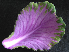Ornamental Kale leaf