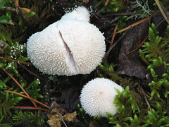 Lycoperdon perlatum