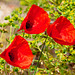 Drei Mohnblüten, Papaver spec., zwischen blühendem Wolfsmilchgewächs, Euphorbia spec. - 2011-04-30-_DSC6993