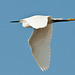 Egretta garzetta (Seidenreiher) im Flug - 2011-04-30-_DSC6919