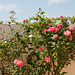 Blühende Rose in kleinem Garten in La Cotinière - 2011-04-30-_DSC6933