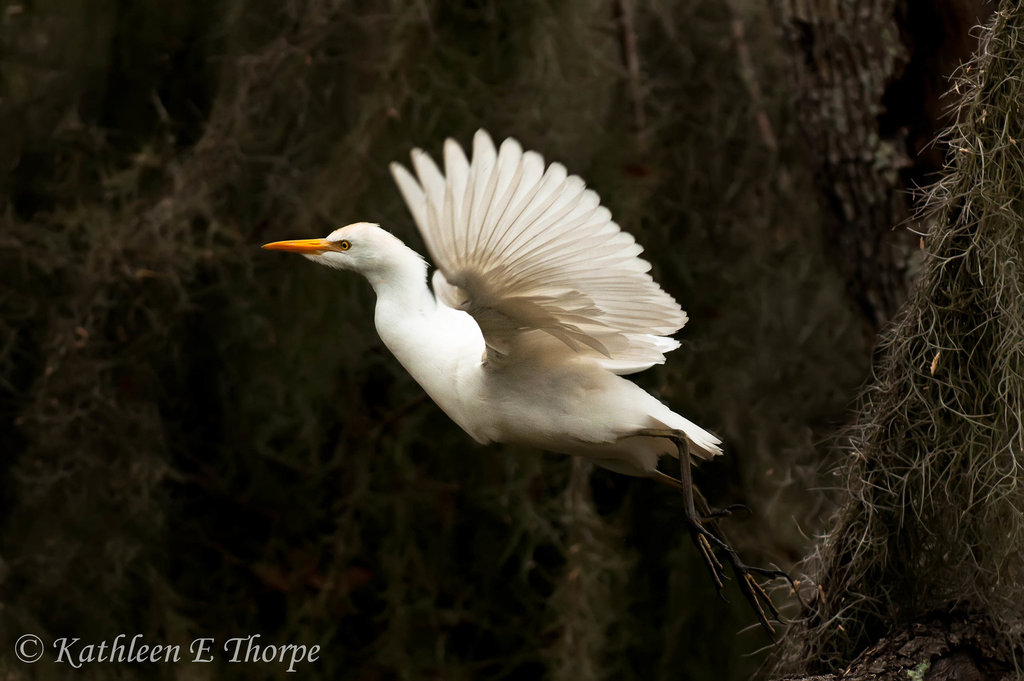 Egret in Flight