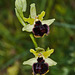 Ophrys sphegodes - 2011-05-06-_DSC8844