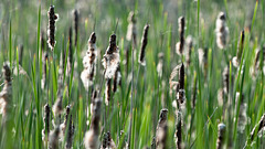 Bestand von Rohrkolben, Typha spec. - 2011-04-29-_DSC6879