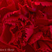 Red Carnation Macro