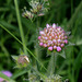 Knautia arvensis (4)