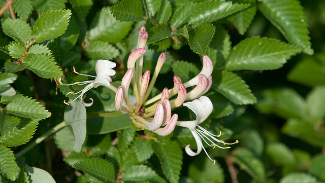 Lonicera spec. - 2011-04-29-_DSC6878