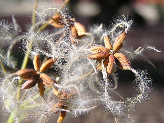 Mother Nature's tinsel