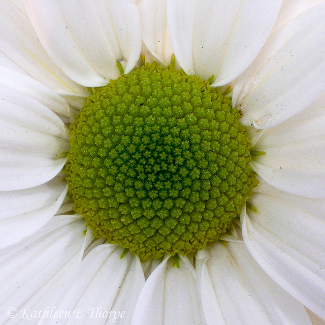 White Daisy Macro