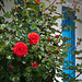 Rote Rosen an einem Haus mit kleinem Garten in La Cotinière - 2011-04-29-_DSC6799