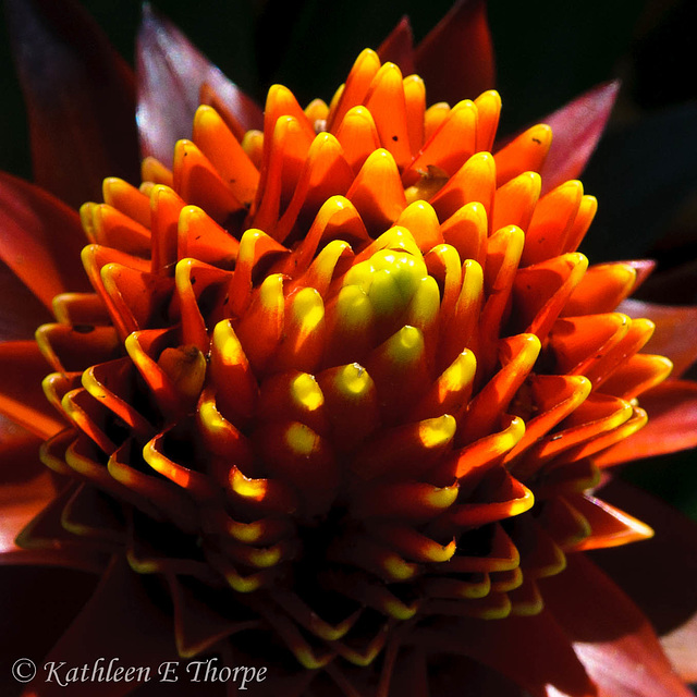 Bromeliad 1