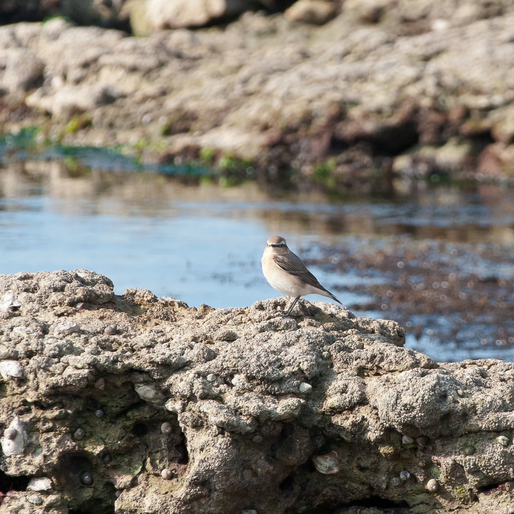 Vogel, Art? - 2011-04-30-_DSC6889