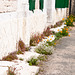 Flora zwischen Haus und schmaler Seitenstrasse in La Cotinière - 2011-04-29-_DSC6796