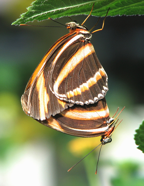 Mating Butterflies