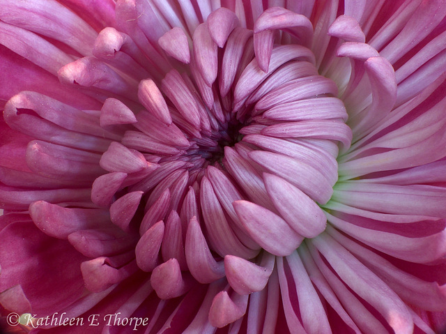 Magenta and White Mum Macro