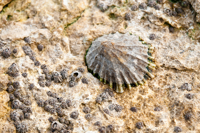 Napfschnecke und ... auf Felsplatte bei Ebbe - 2011-04-29-_DSC6751