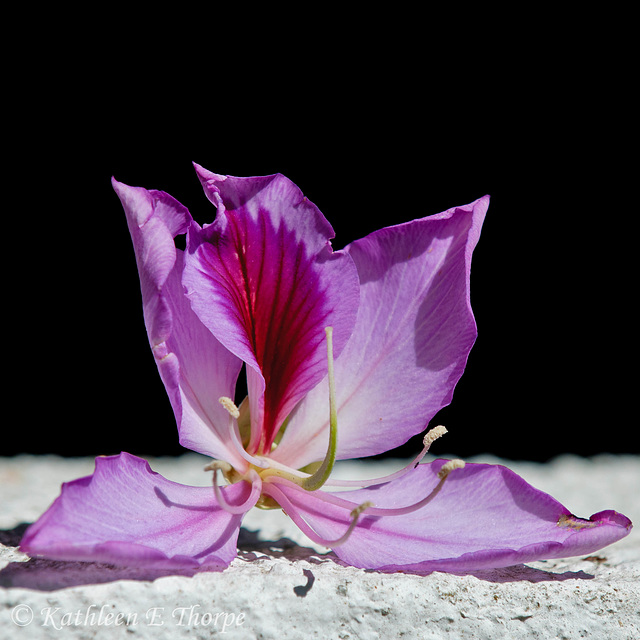 African Orchid Blossom