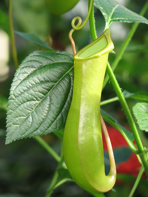 Pitcher plant