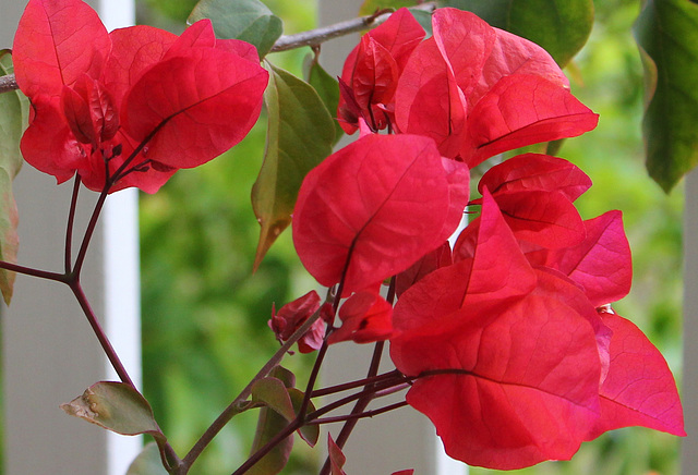 Scarlet Bougainvillea