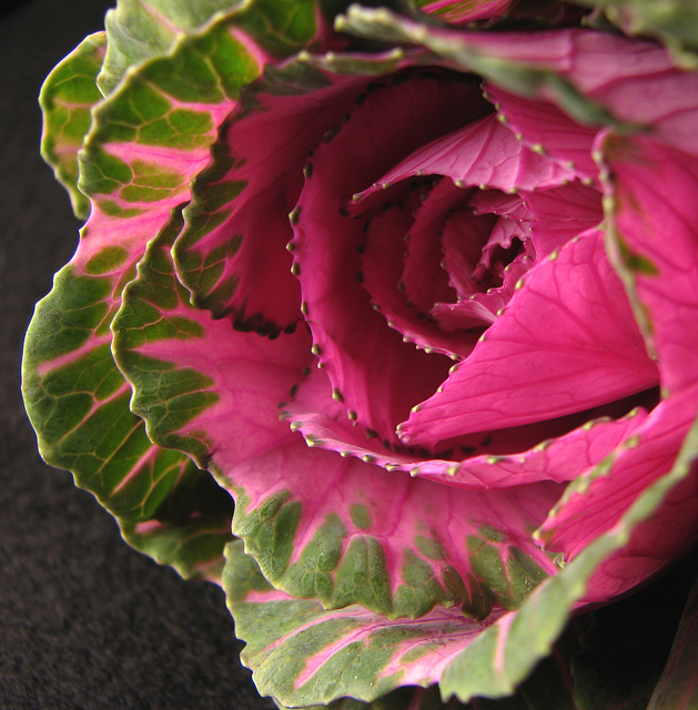 Ornamental Kale