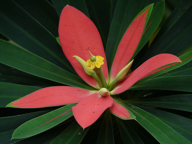 Jamaican Poinsettia