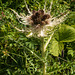 Cirsium spinosissimum - 2012-08-02-_DSC1455