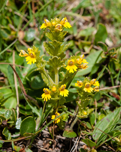 Euphrasia minima - 2012-08-02-_DSC1439