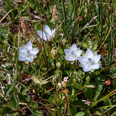 Lomatogonium carinthiacum - 2012-08-02-_DSC1431