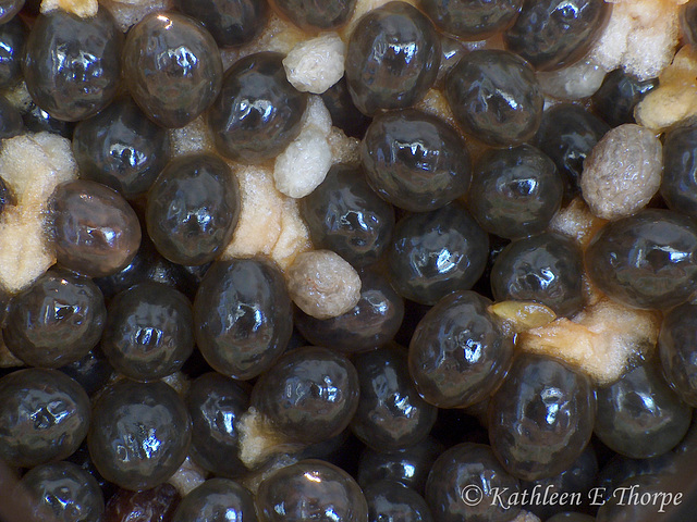 Papaya Seeds Macro - Not sure I would eat this!!  {:o)