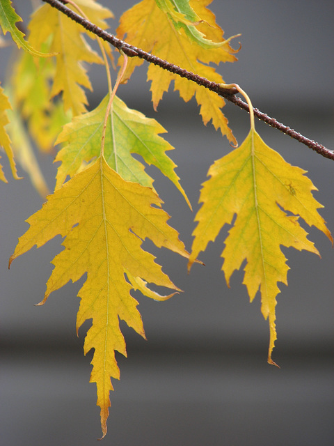 Yellow leaves