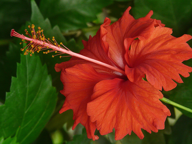 Hibiscus