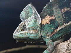 Veiled Chameleon